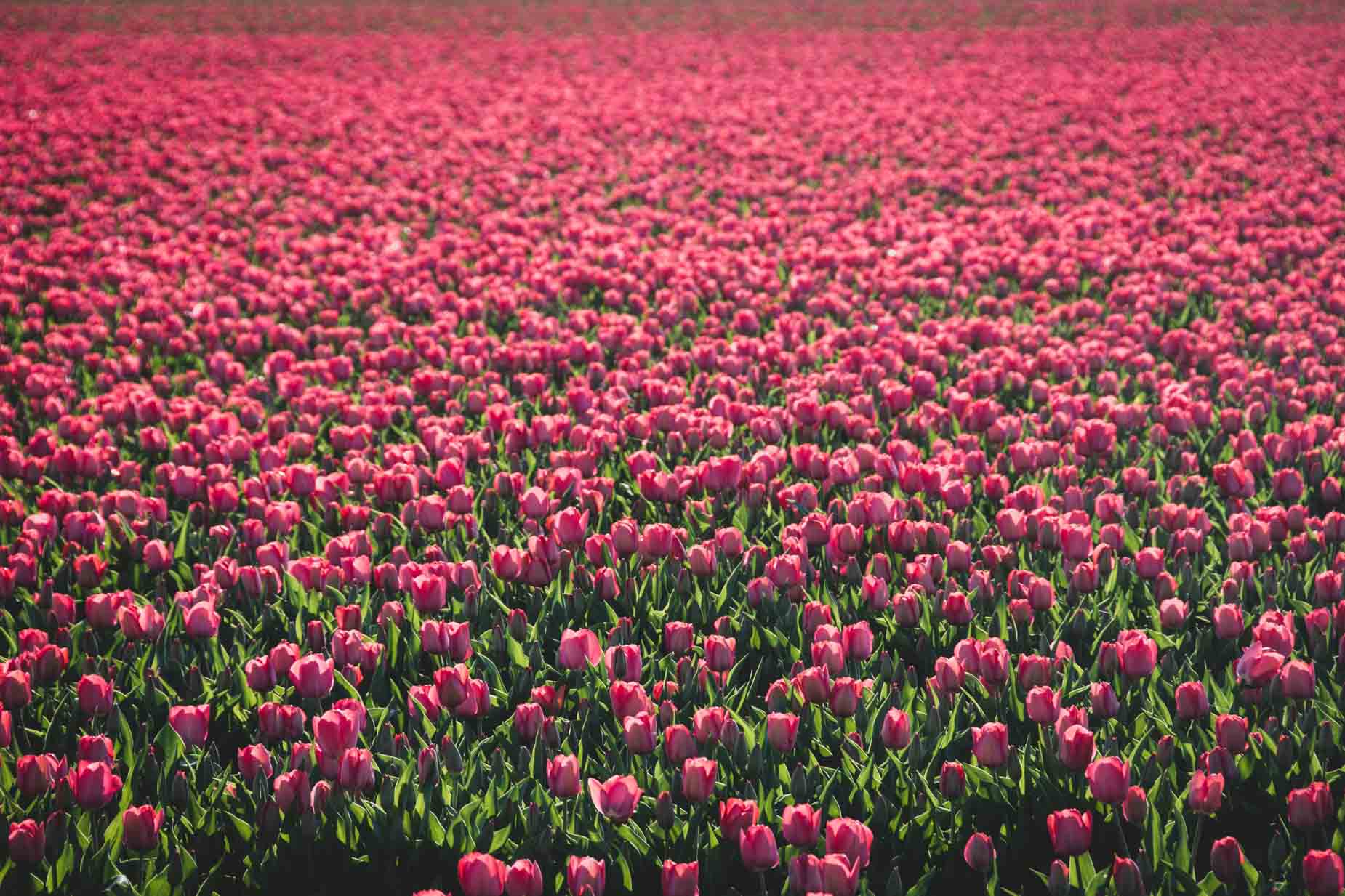 Tulpenvelden fotograferen handige tips