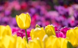 Tulpenvelden fotograferen handige tips